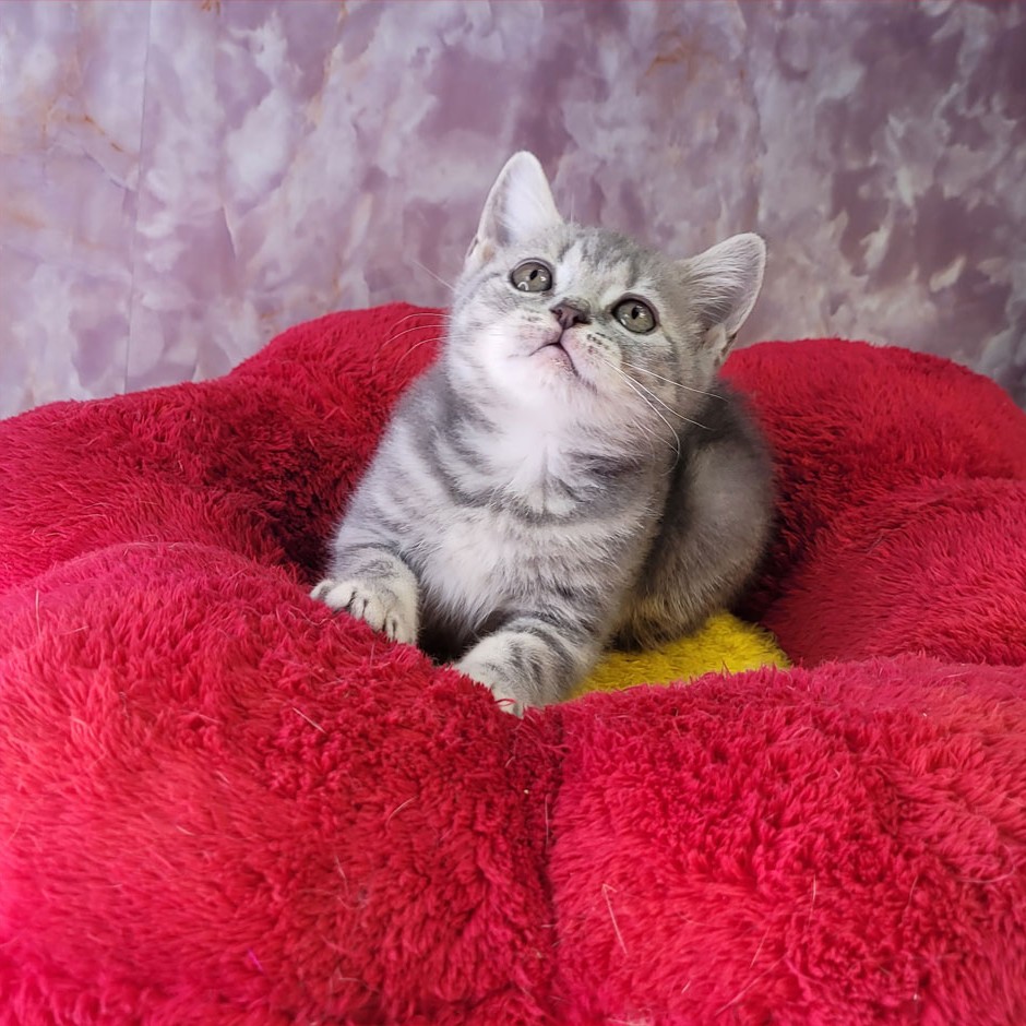 فروش بچه گربه بریتیش اصیل بلو گلد