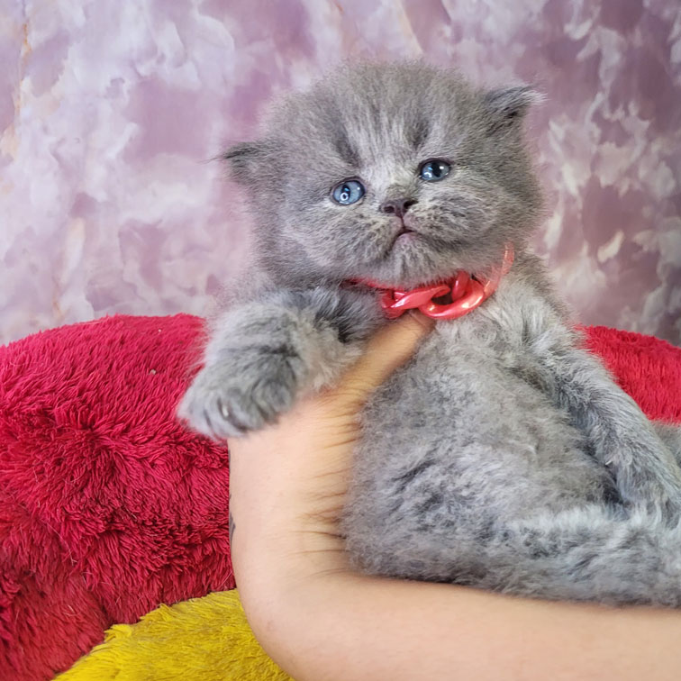 فروش بچه گربه بریتیش لانگ هیر بلو