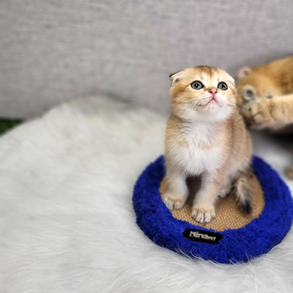 فروش بچه گربه بریتیش اسکاتیش گلد