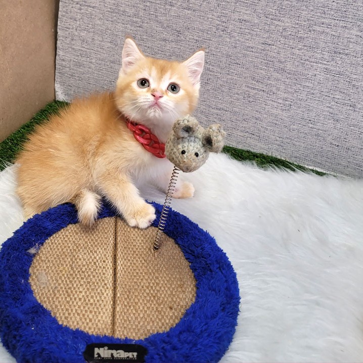 فروش بچه گربه بریتیش گلد جینگر