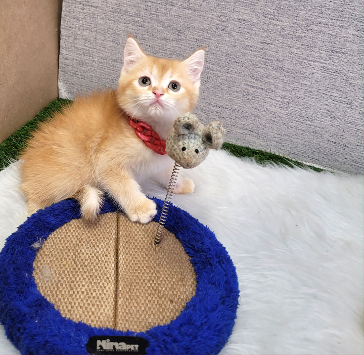 فروش بچه گربه بریتیش گلد جینگر