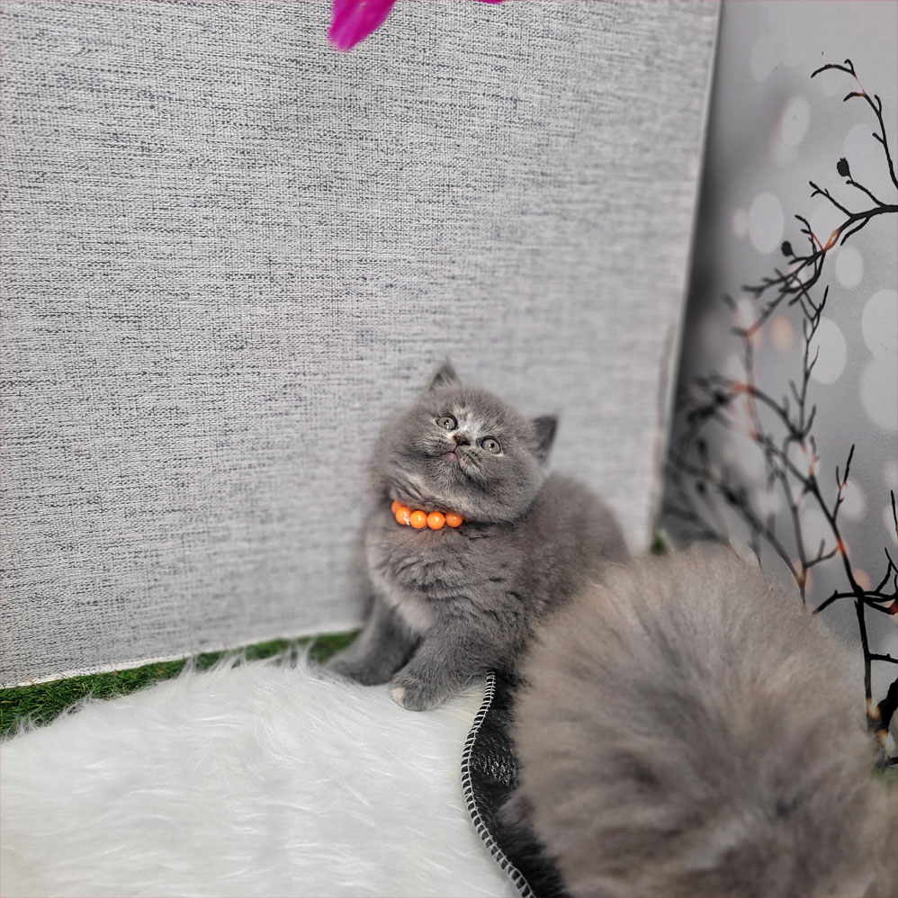 فروش بچه گربه بریتیش شورت هیر بلو