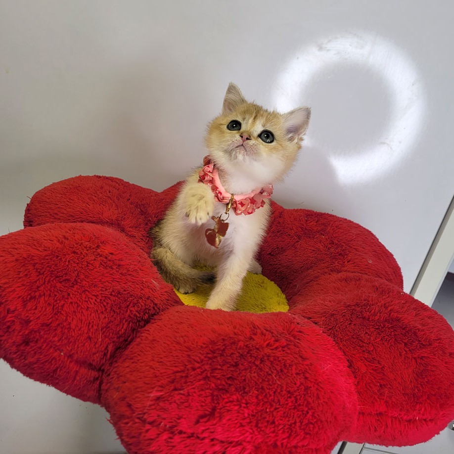 فروش بچه گربه بریتیش گلد دختر