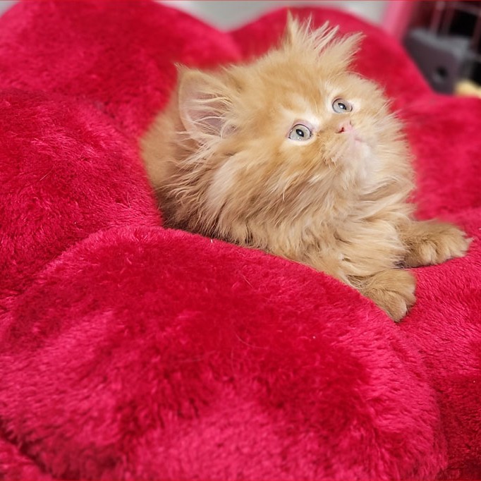 فروش بچه گربه پرشین گارفیلدی عروسکی