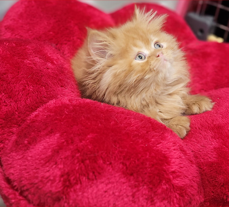 فروش بچه گربه پرشین گارفیلدی عروسکی