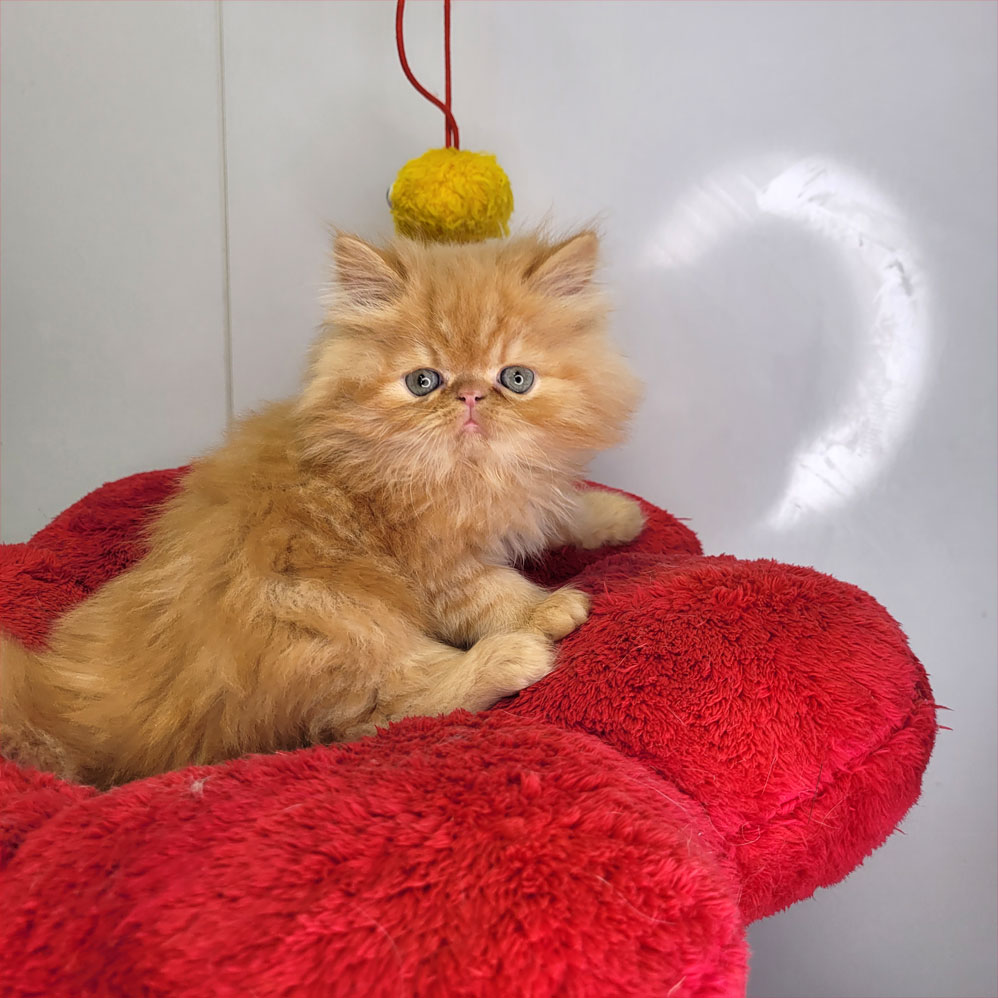 پرشین سوپر فلت گارفیلدی