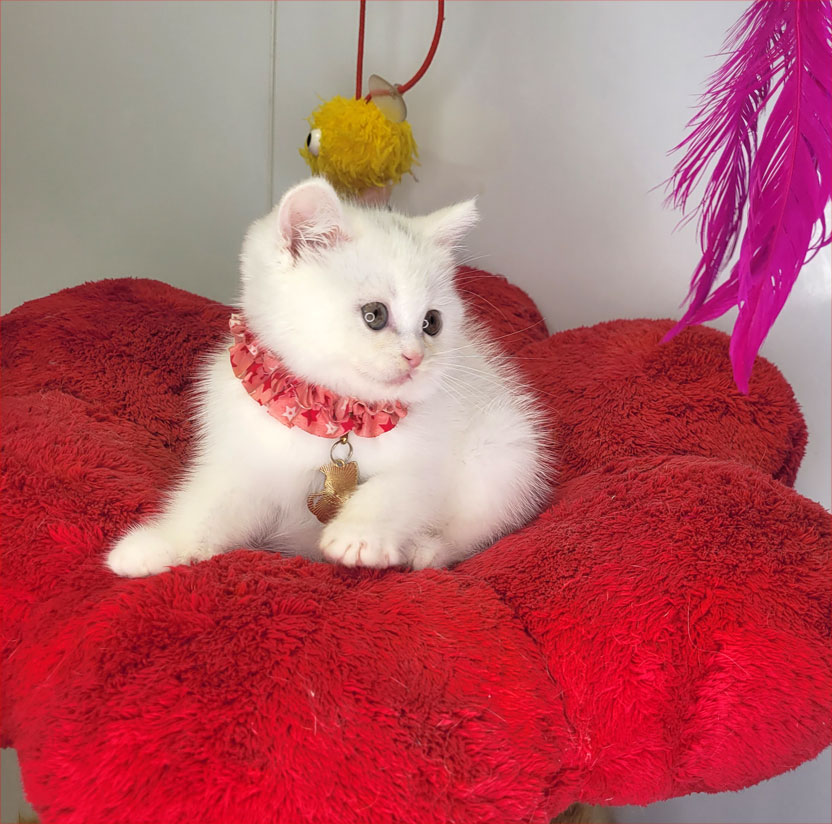 فروش بچه گربه بریتش سفید