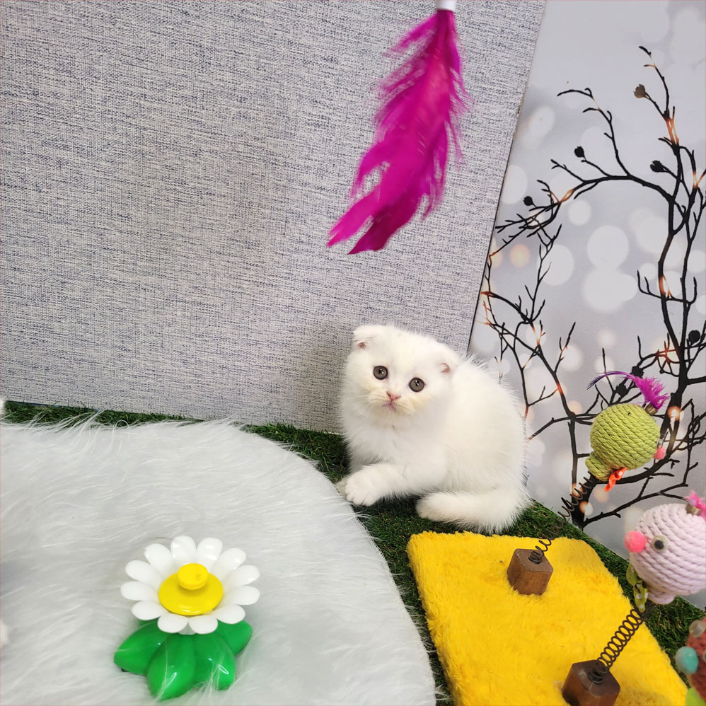 فروش بچه گربه اسکاتیش بریتیش سفید