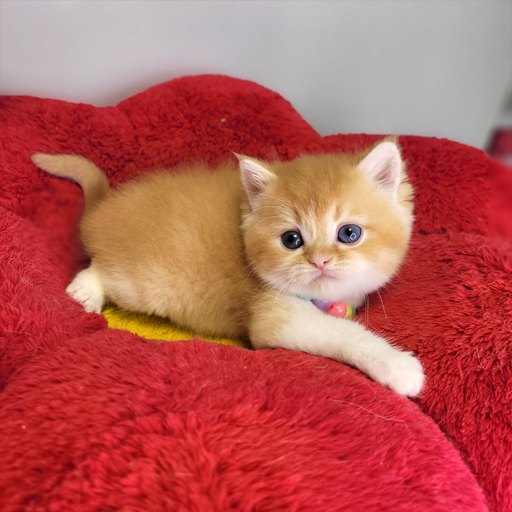 فروش بچه گربه گلد جینجر