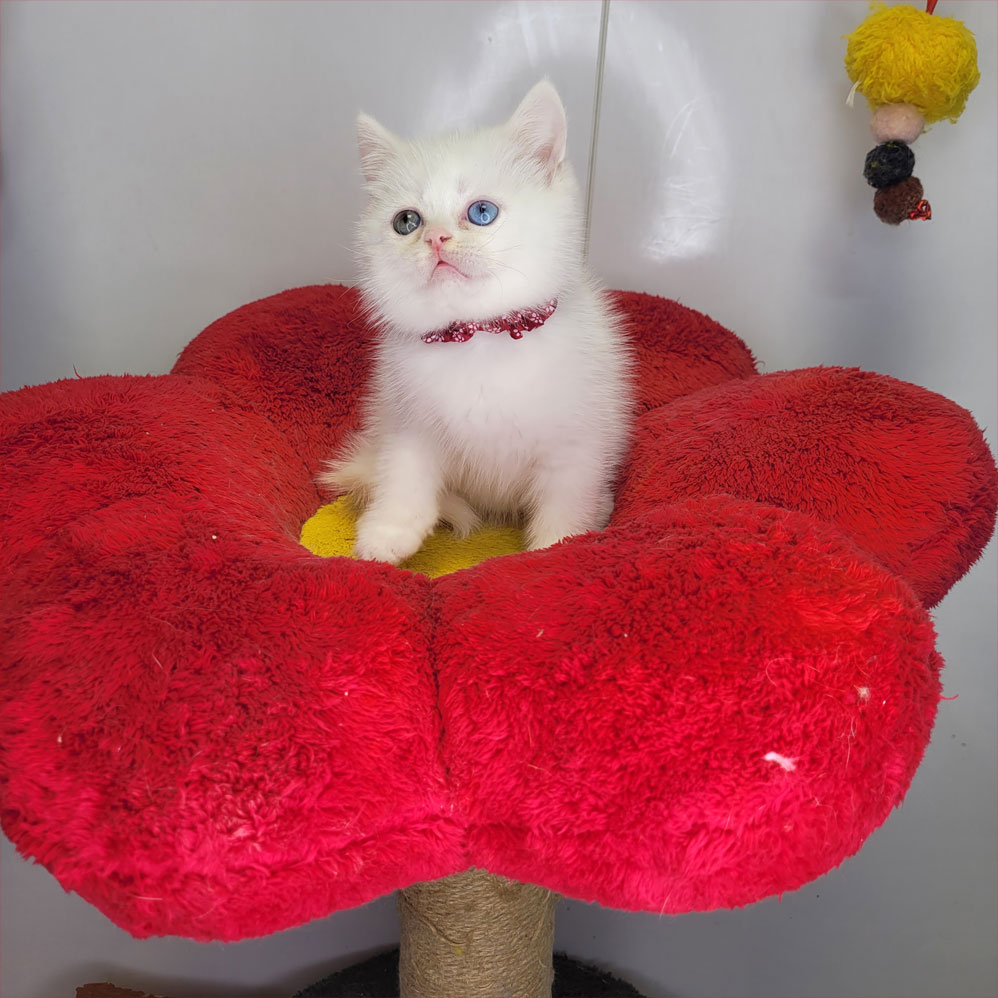 فروش بچه گربه بریتش سفید