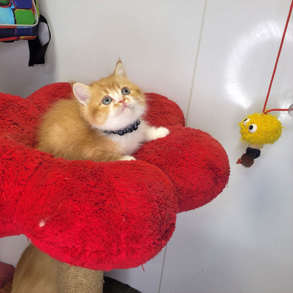 فروش بچه گربه بریتیش گلد