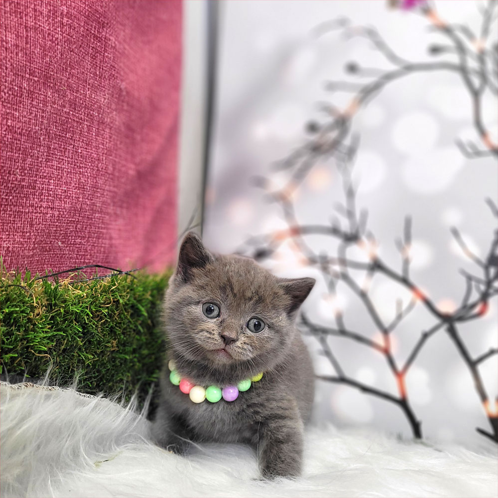 فروش بچه گربه بریتیش بلو