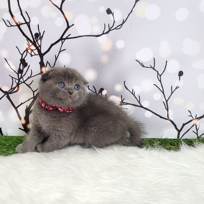 فروش بچه گربه اسکاتیش بلو