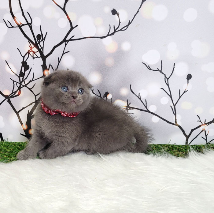 فروش بچه گربه اسکاتیش بلو