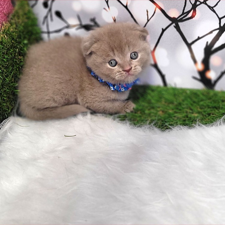 فروش بچه گربه اسکاتیش لیلاک