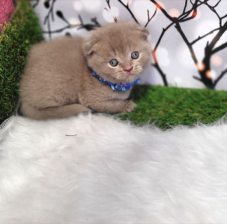 فروش بچه گربه اسکاتیش لیلاک