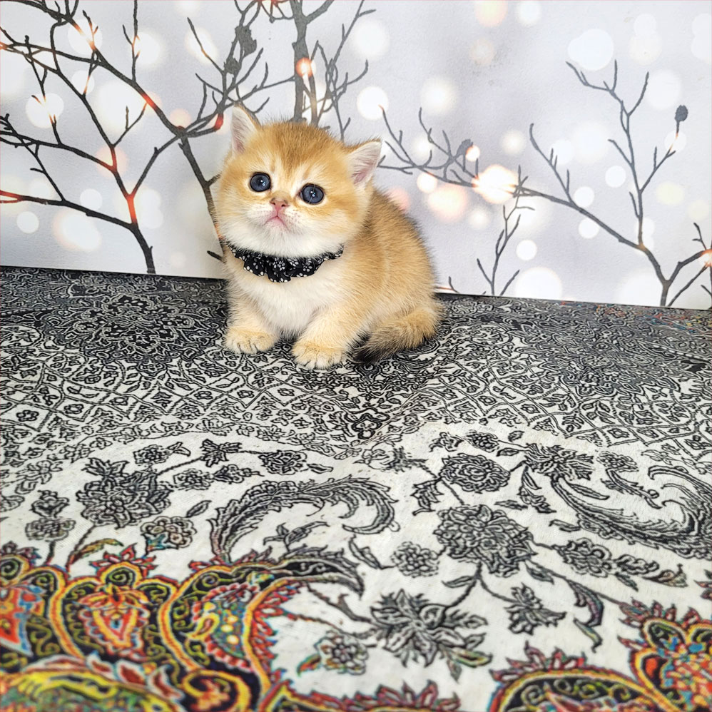 فروش بچه گربه گلد بریتیش ny11