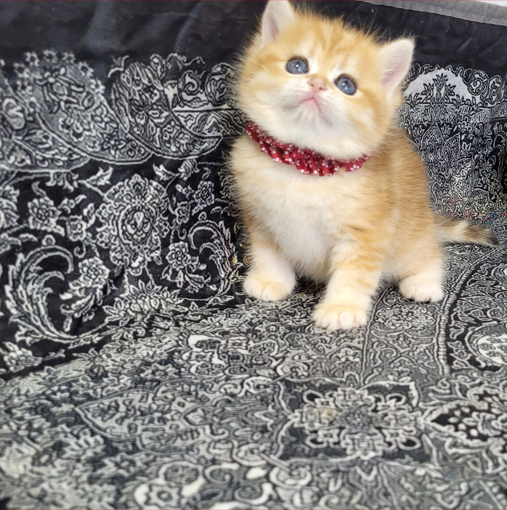 فروش بچه گربه بریتیش گلد ny12