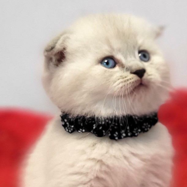 فروش بچه گربه اسکاتیش چشم آبی