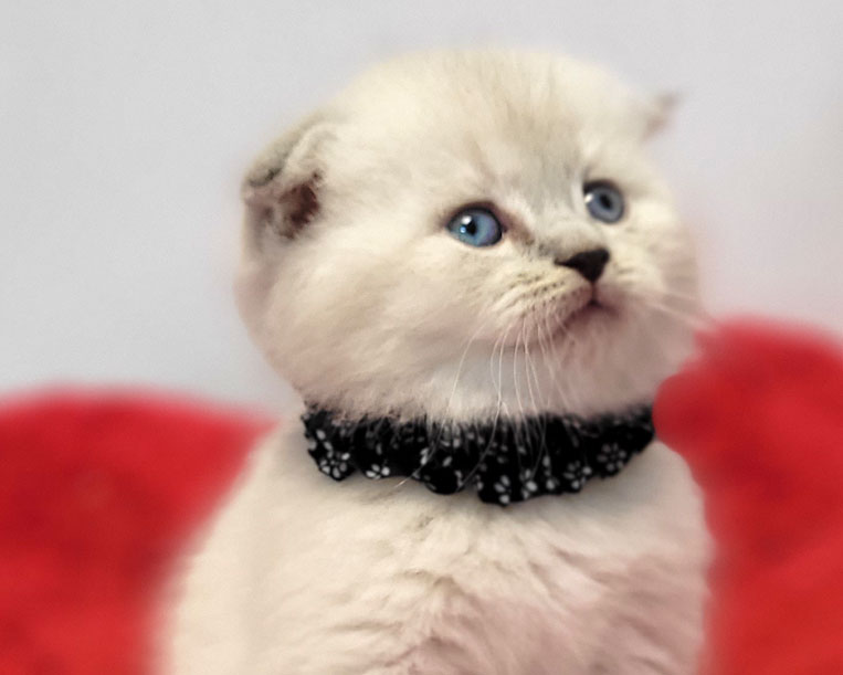 فروش بچه گربه اسکاتیش چشم آبی