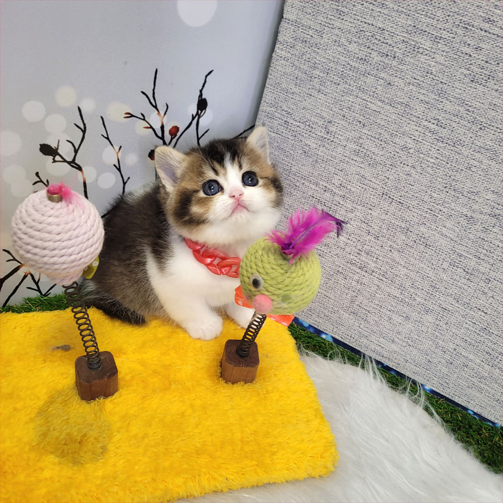 فروش بچه گربه بریتیش بلک گلد خاص