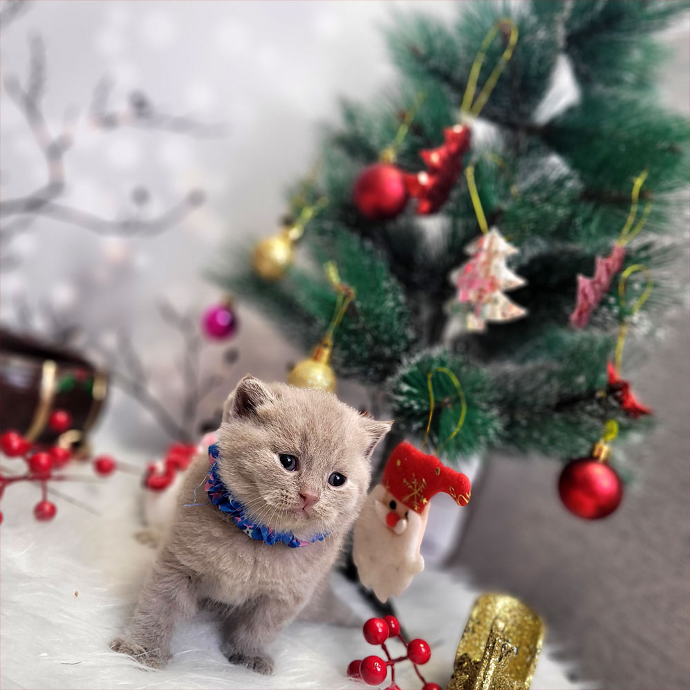 فروش بچه گربه بریتیش لیلاک