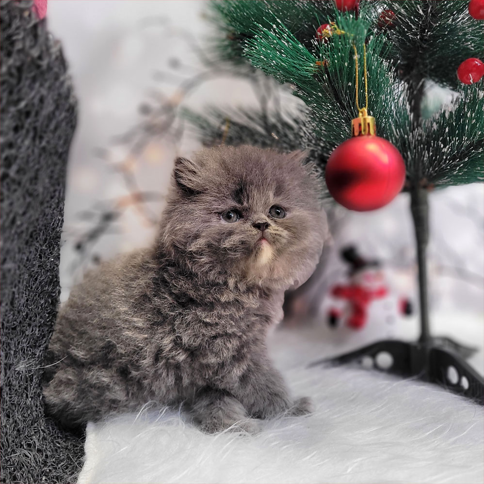 بچه گربه پرشین بلو