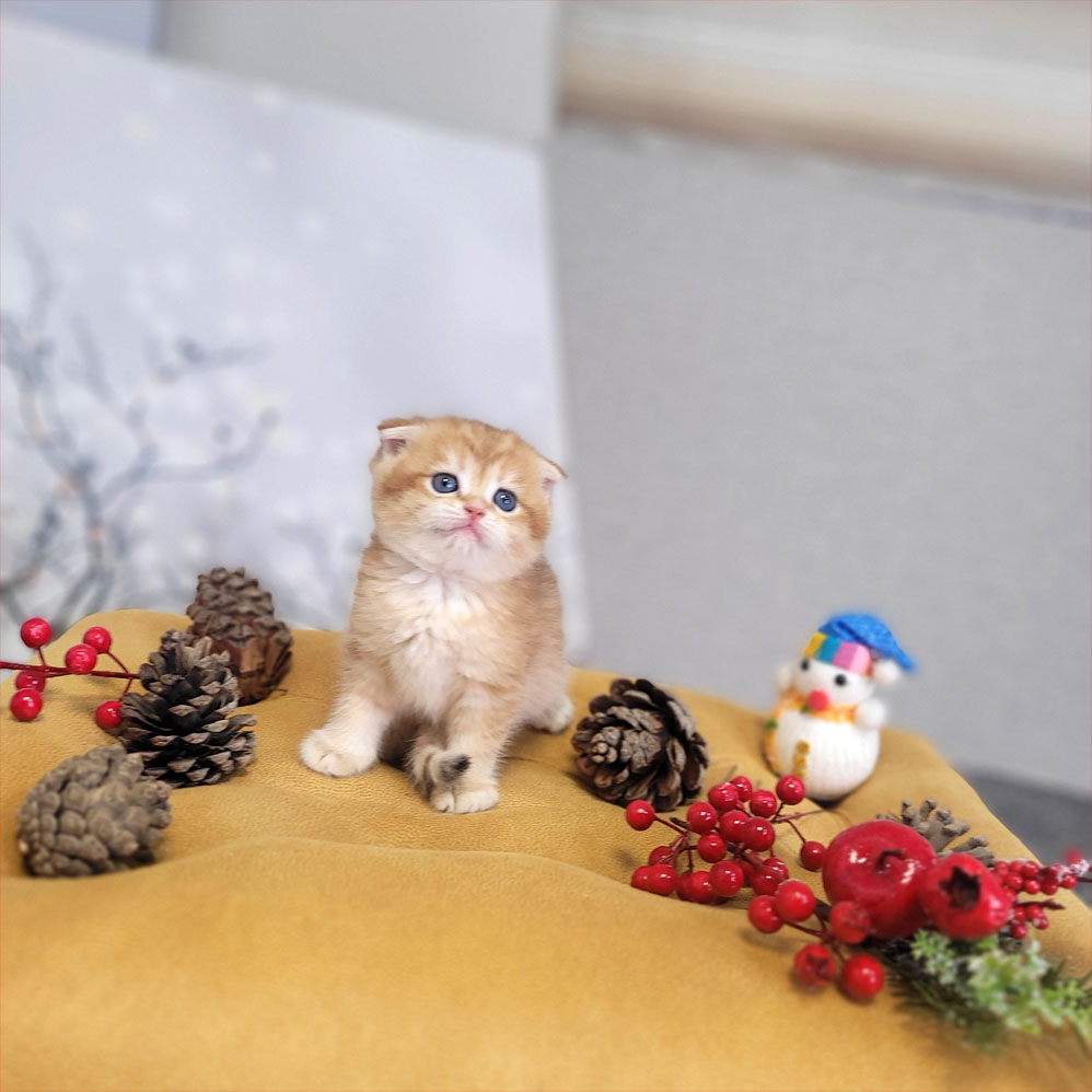 فروش بچه گربه گلد ny12 شیدد