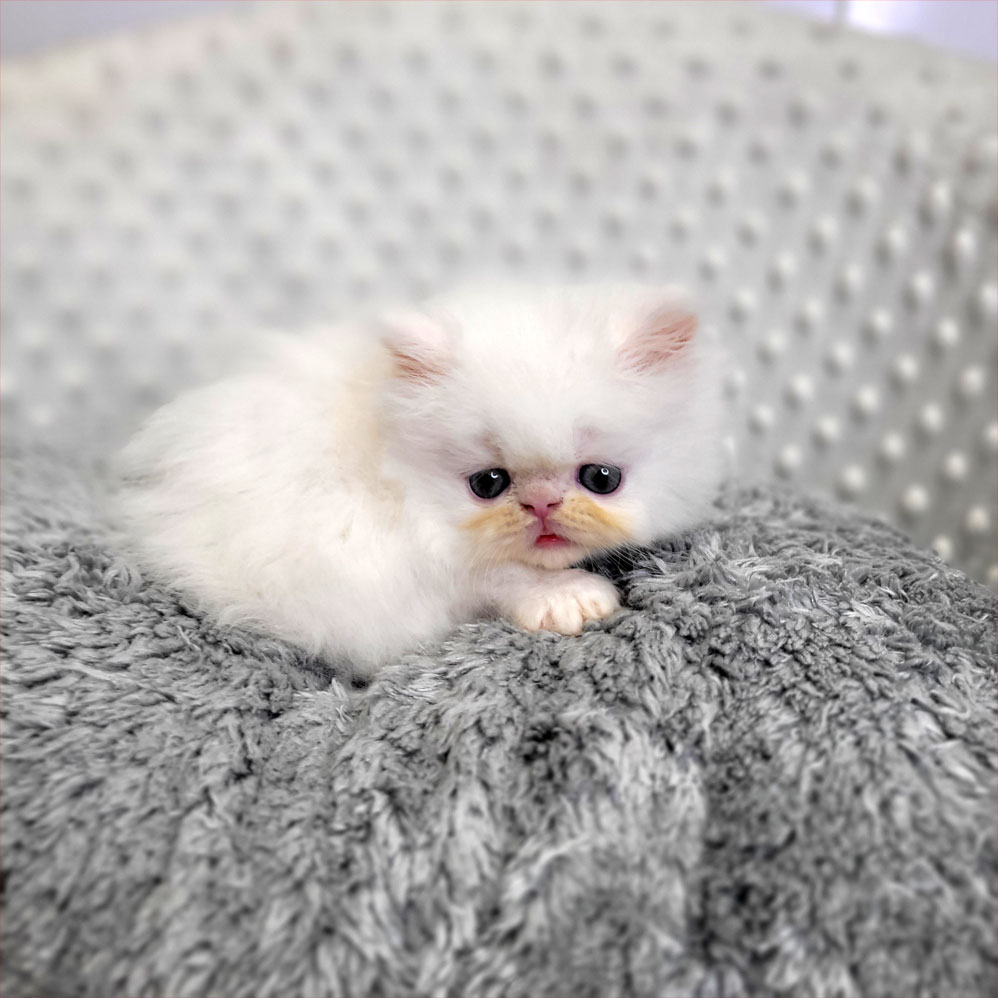 فروش بچه گربه پرشین سفید