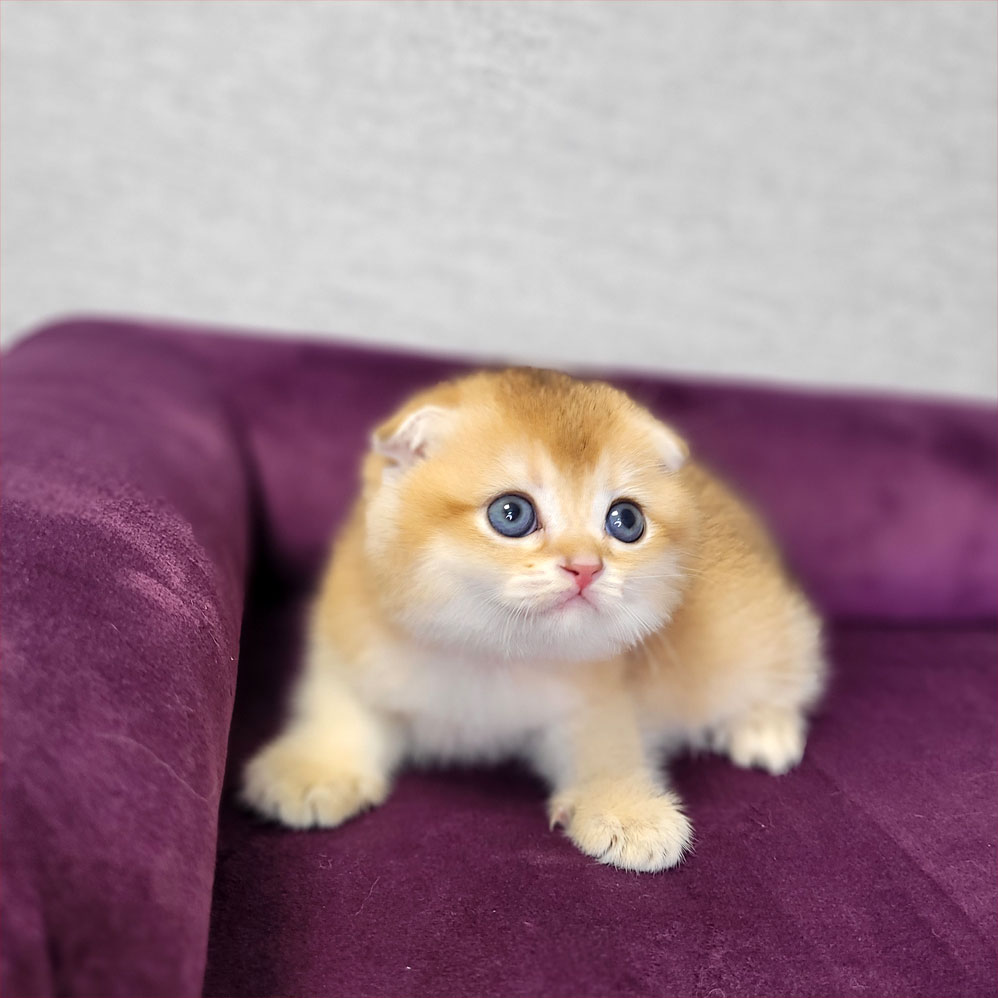 فروش بچه گربه اسکاتیش گلد