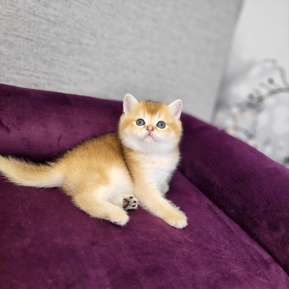 فروش بچه گربه بریتیش گلد ny11