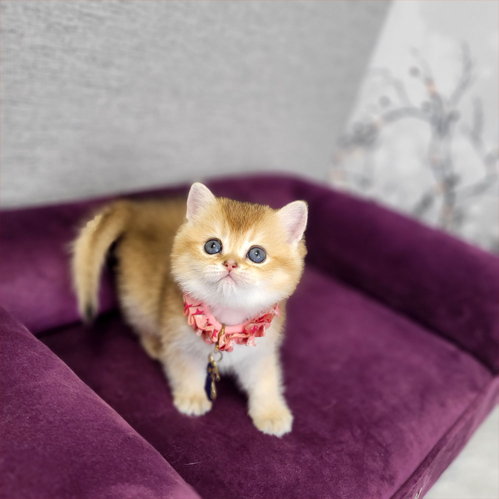 فروش بچه گربه بریتش گلد اصیل