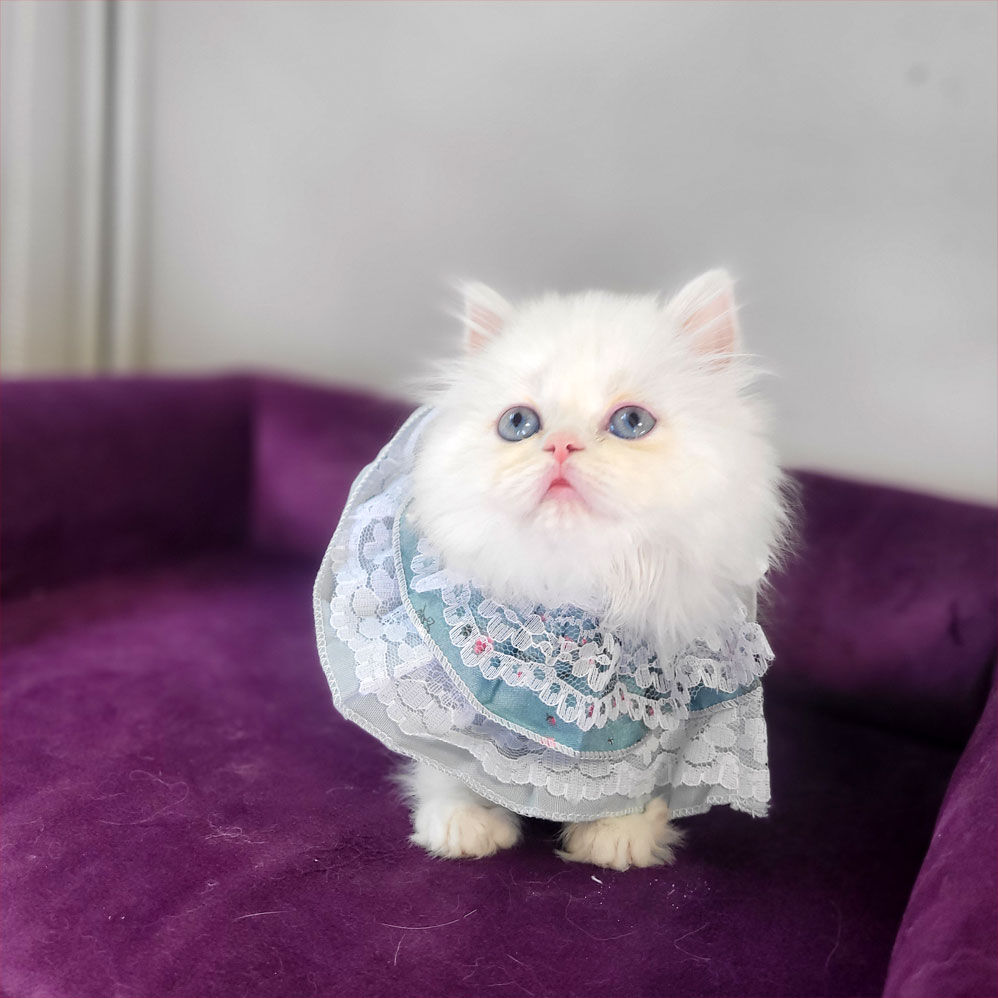 فروش بچه گربه بریتیش لانگ هیر چشم آبی