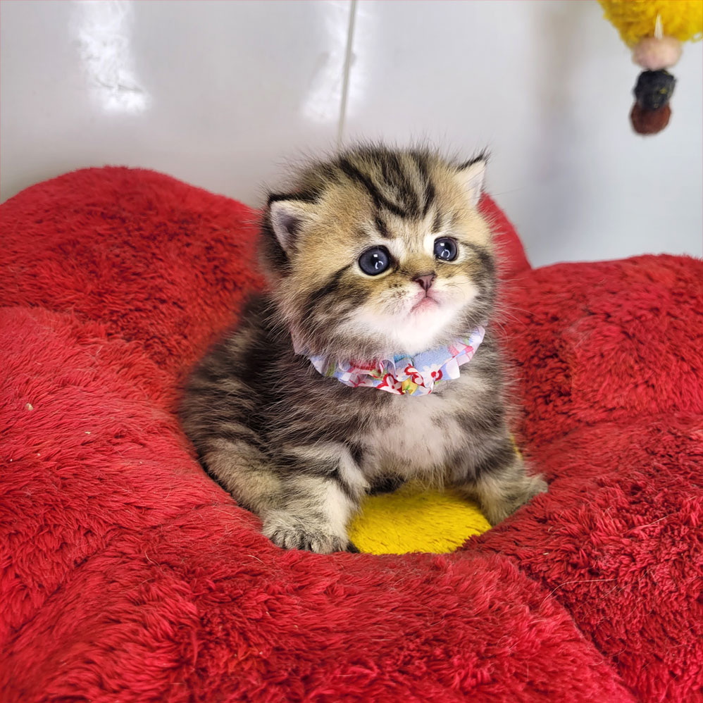 فروش بچه گربه بریتش تبی گلد