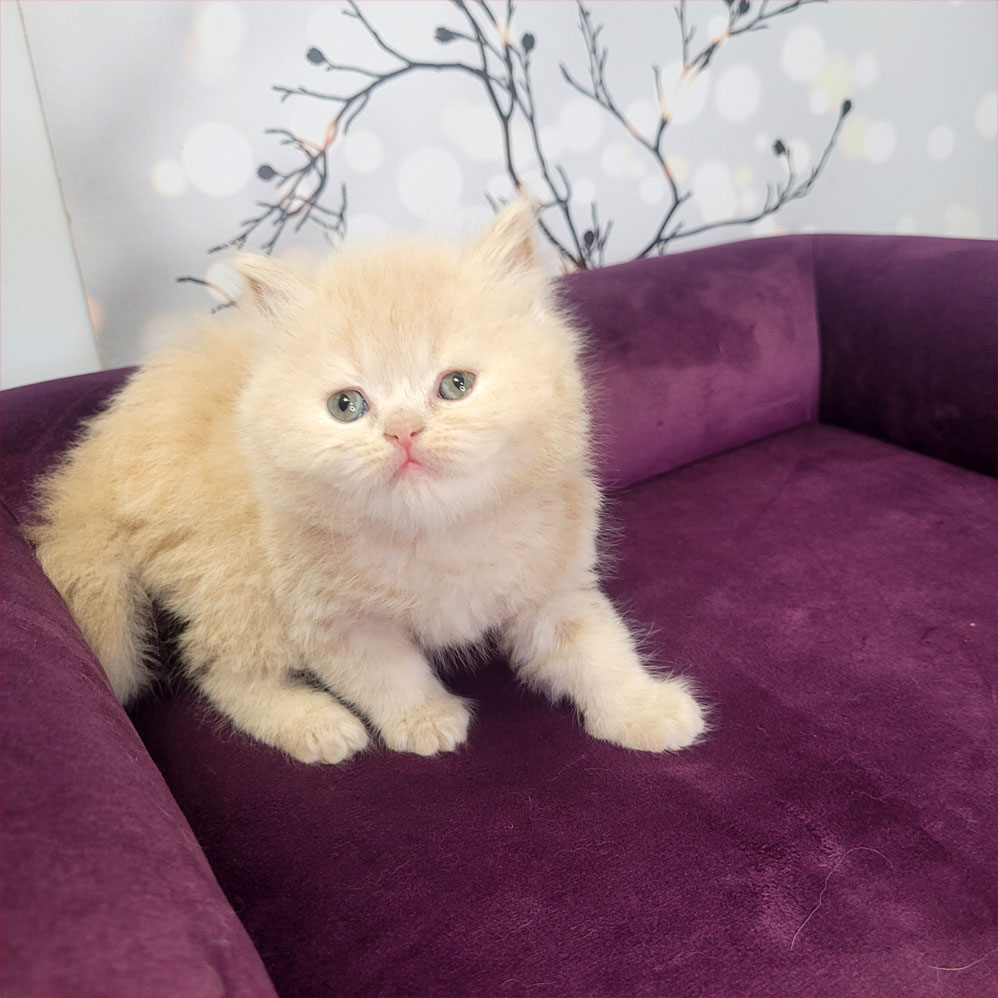 فروش بچه گربه بریتیش لانگ هیر