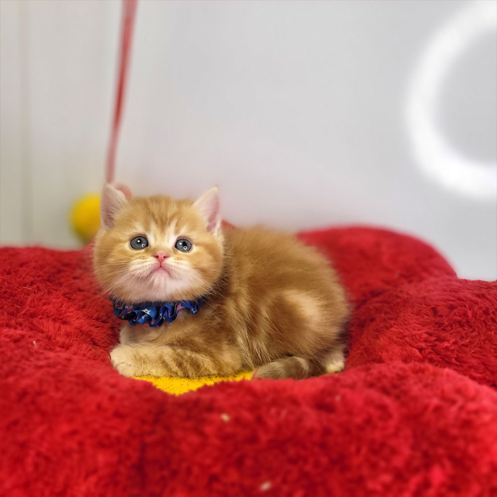 فروش بچه گربه بریتش گلد جینجر