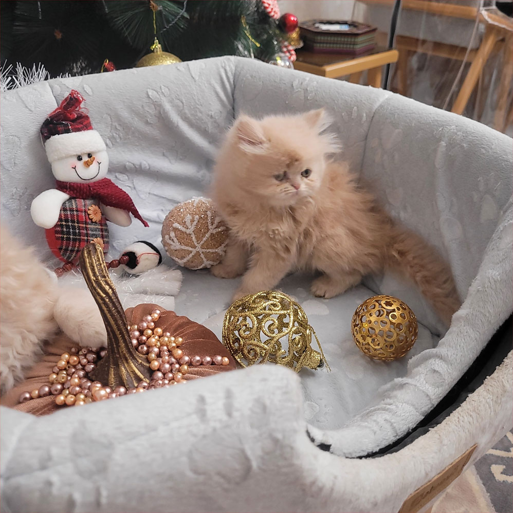 فروش بچه گربه پرشین صورت عروسکی کاراملی