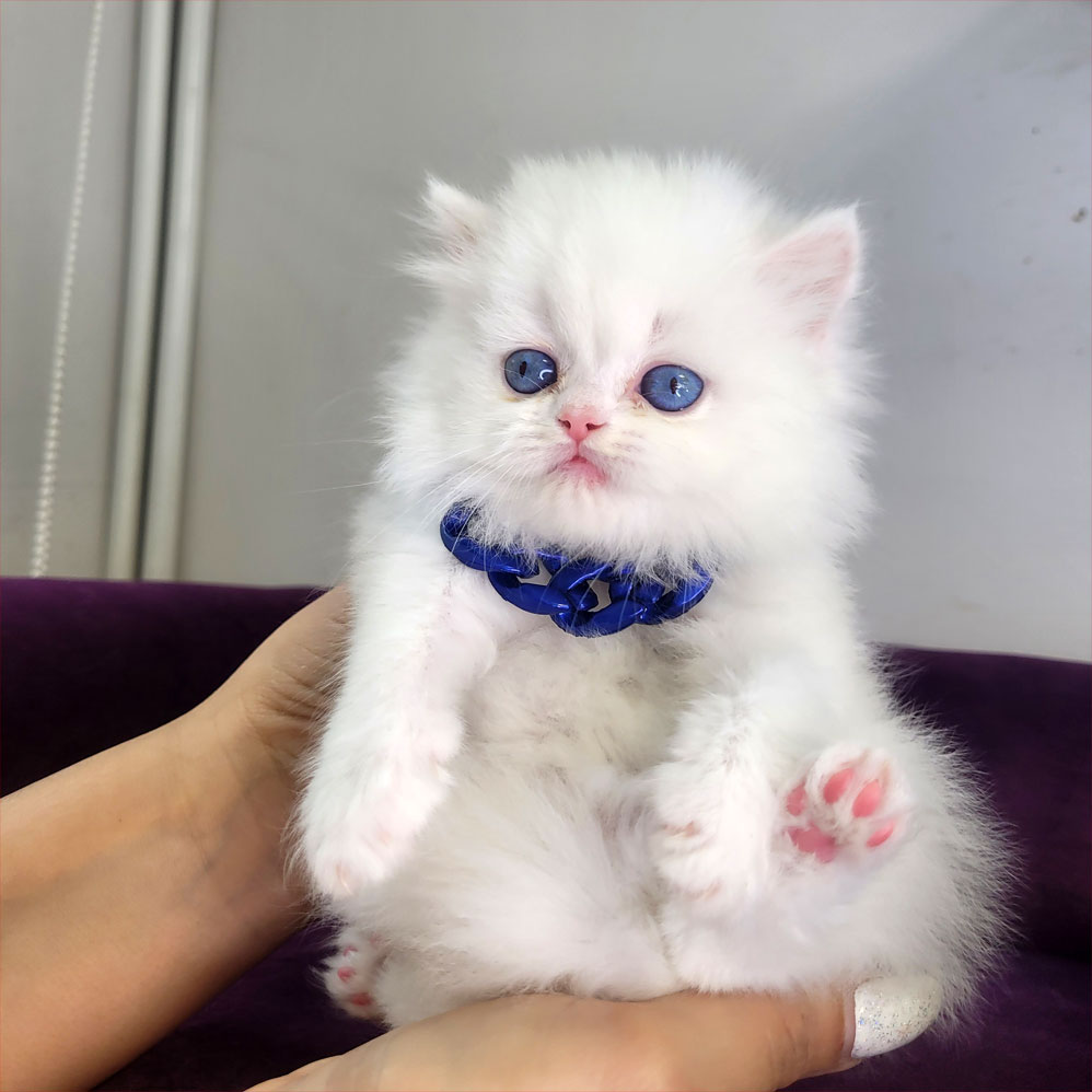 فروش بچه گربه بریتش سفید چشم آبی