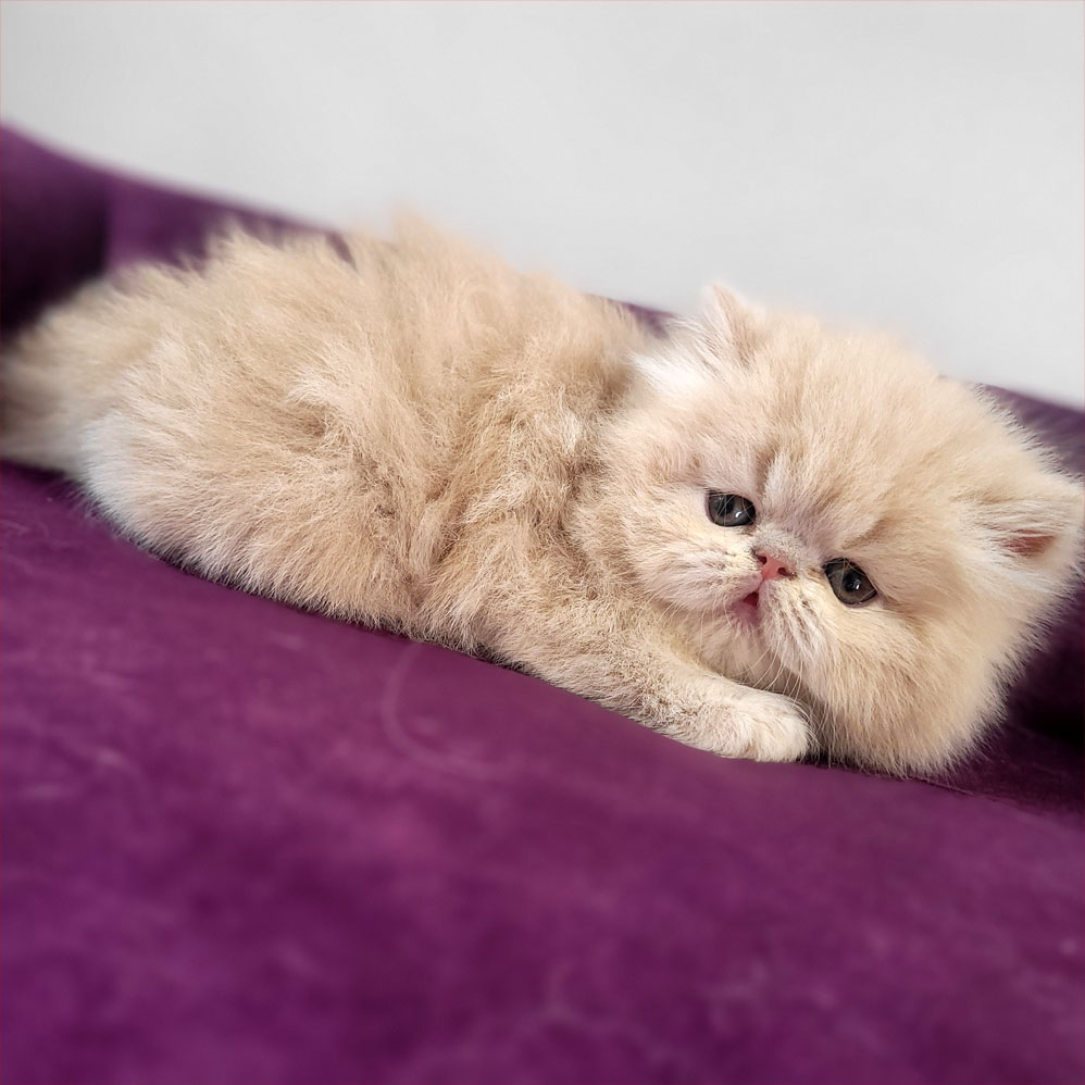 گربه پرشین کاراملی کلاس A