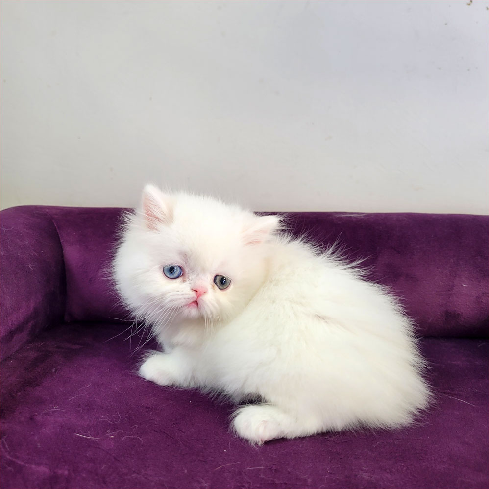 فروش بچه گربه پرشین سفید چشم دو رنگ