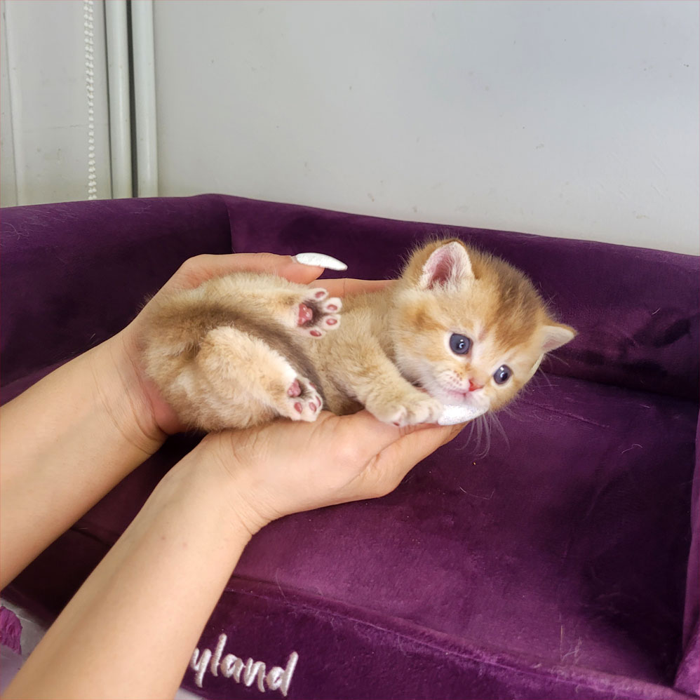 بچه گربه گلد بریتیش ny11