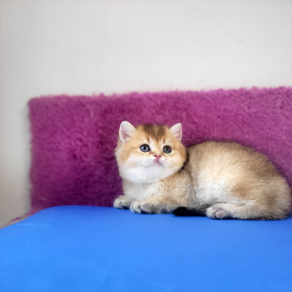 فروش بچه گربه بریتیش گلد