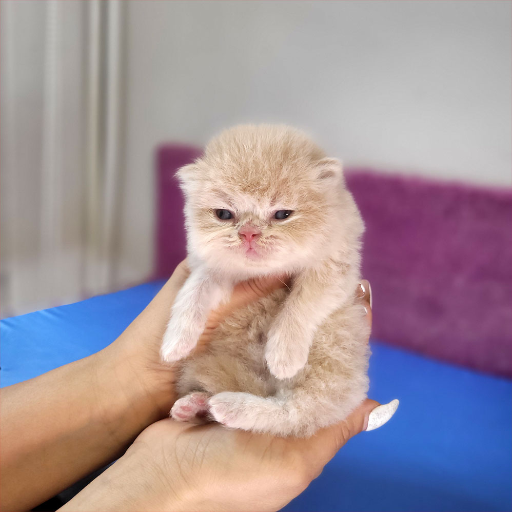 فروش بچه گربه پرشین کاراملی