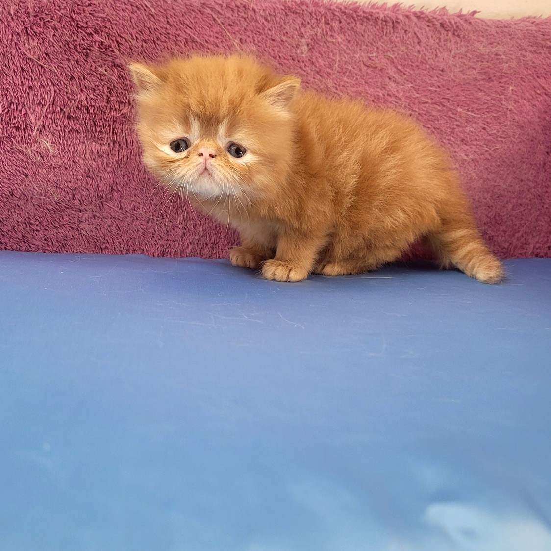 فروش بچه گربه گارفیلدی زیبا