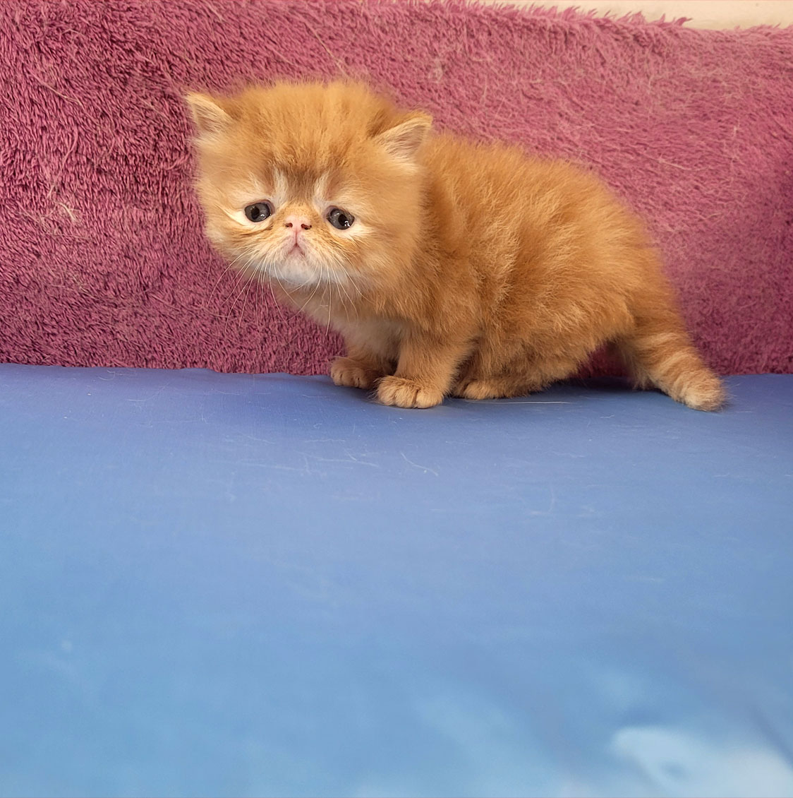 فروش بچه گربه گارفیلدی زیبا