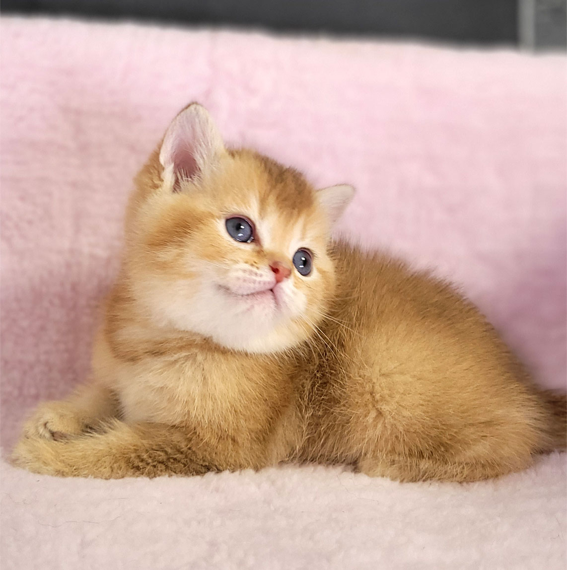 بچه گربه گلد بریتیش ny11