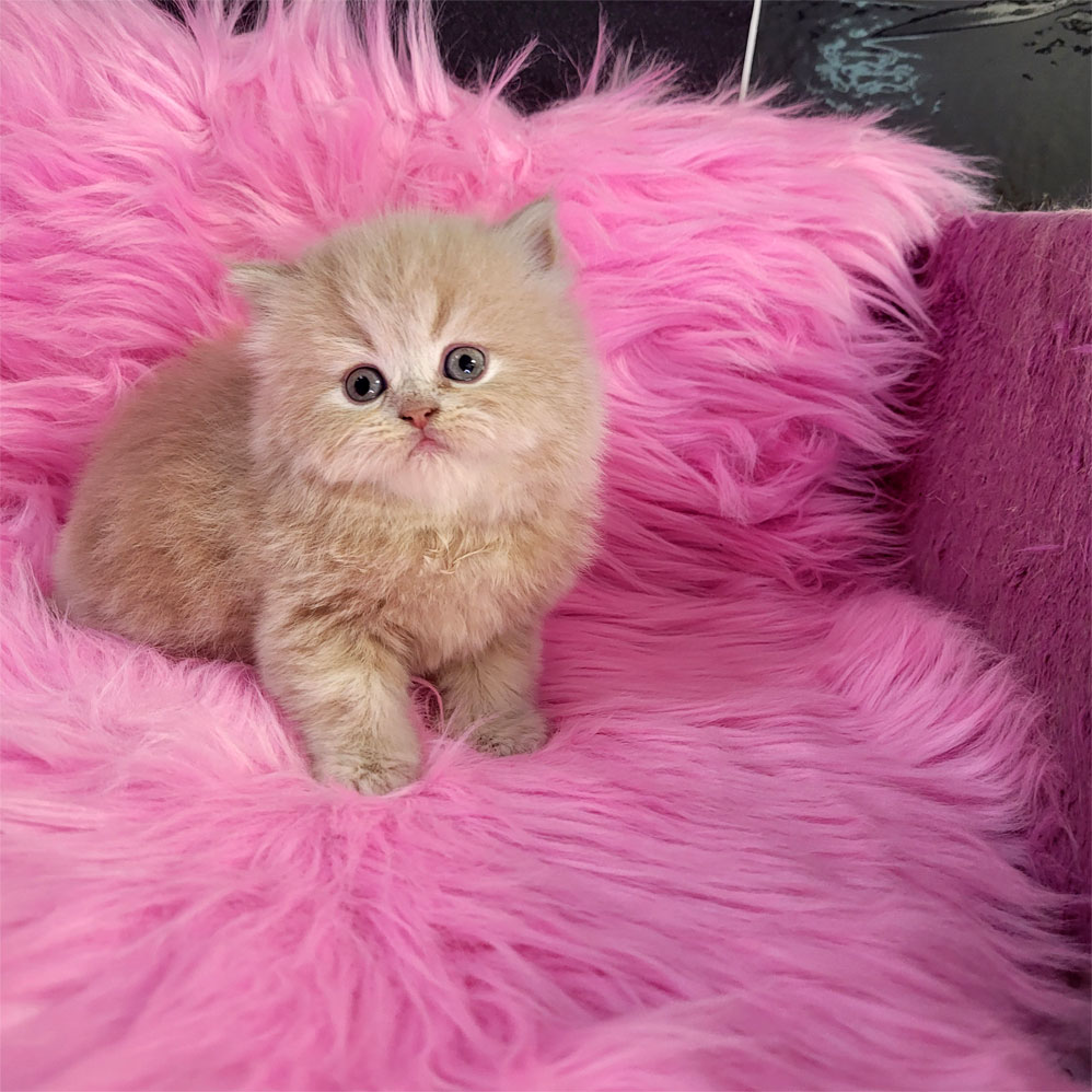 فروش بچه گربه پرشین کاراملی