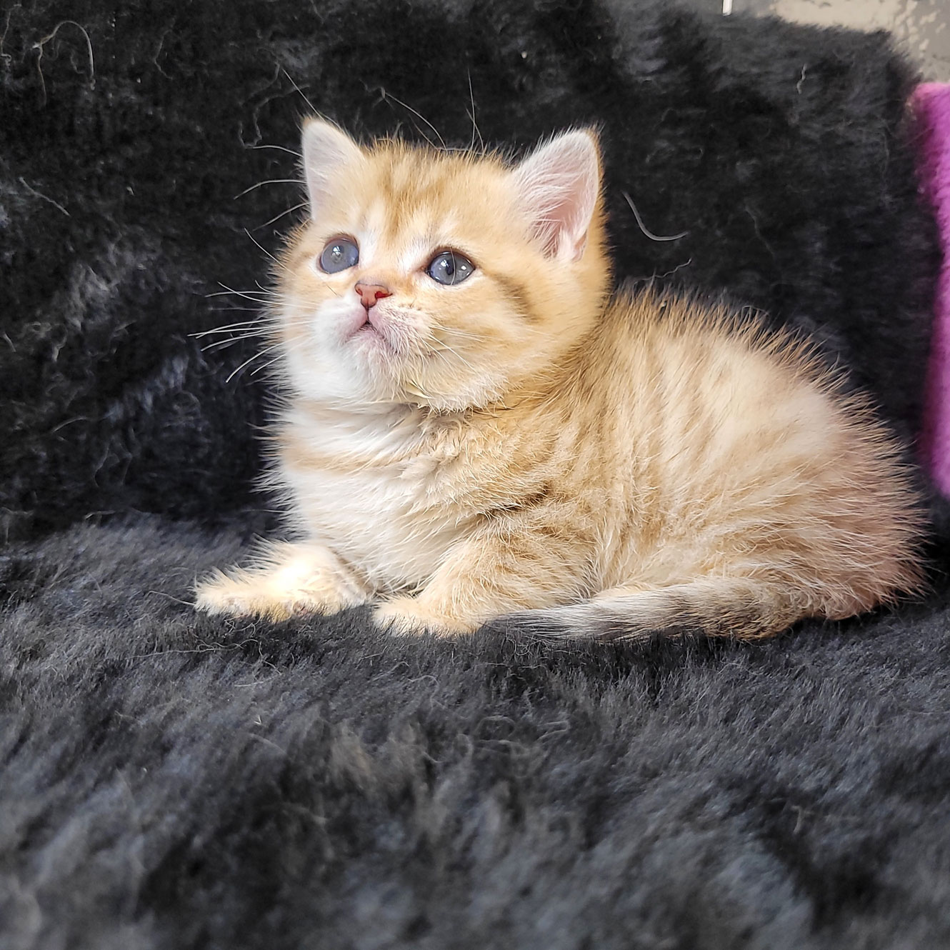 فروش بچه گربه بریتش تبی گلد