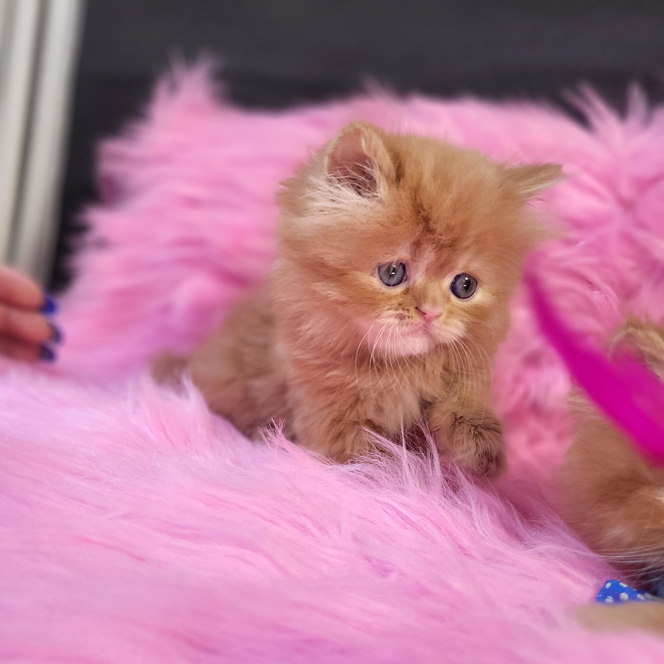 فروش بچه گربه پرشین گارفیلدی صورت عروسکی