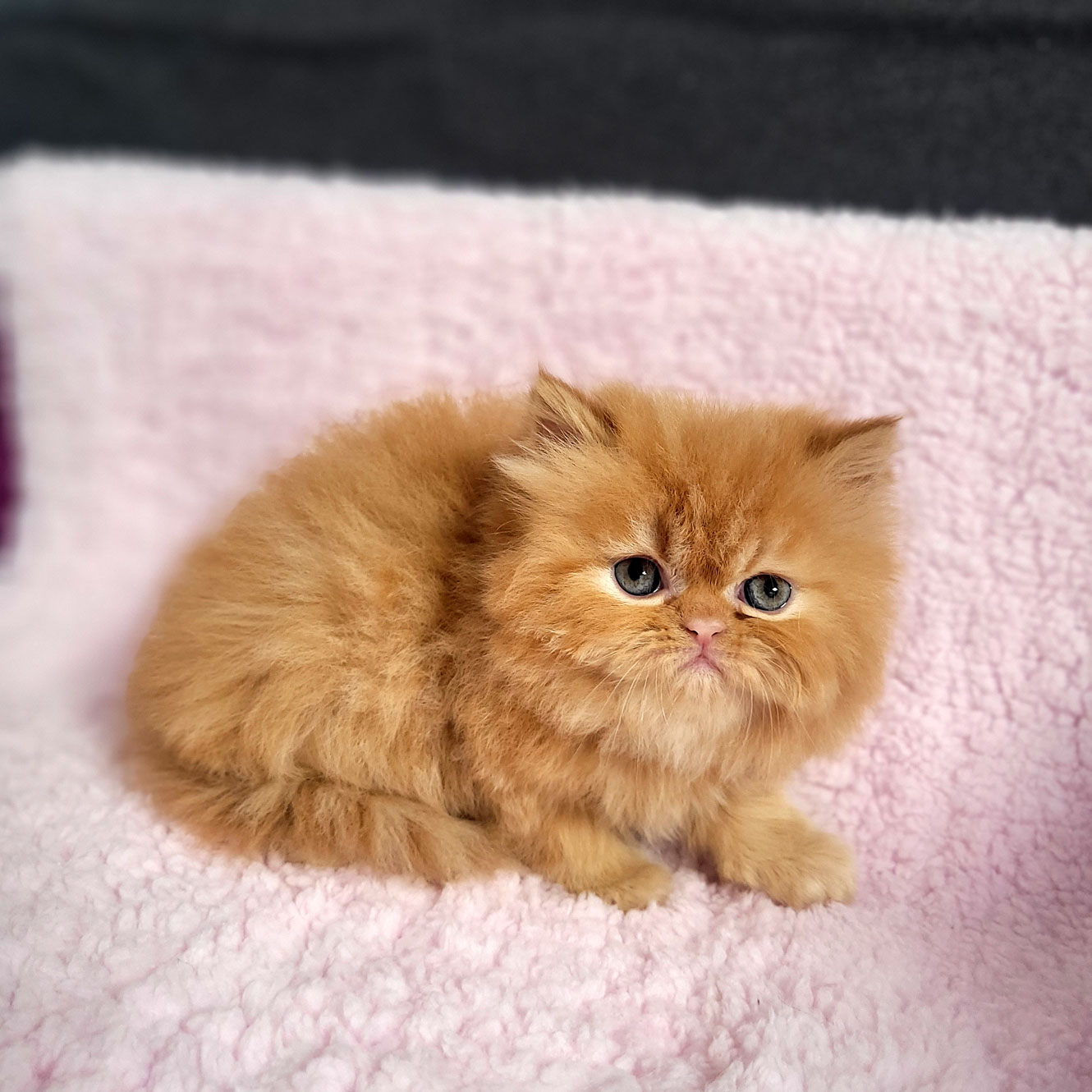 فروش بچه گربه پرشین گارفیلدی صورت عروسکی